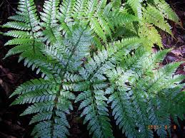 Image result for Dryopteridaceae