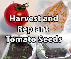 When to transfer tomato seedlings? How To Harvest And Replant Tomato Seeds 6 Steps With Pictures Instructables