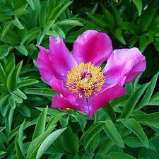 In this activity, each student will make a colorful paper flower and a greeting card that they can give to any special person in their life. Why Do Plants Grow Flowers