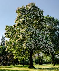 Image result for Catalpa