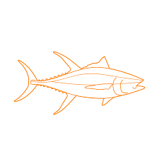 Other names for yellowfin tuna include ahi and allison tuna. Yellowfin Tuna Dimensions Drawings Dimensions Com