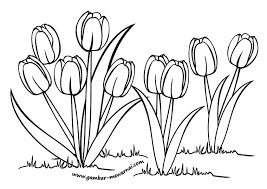 Karena itu, pada kesempatan ini penulis akan memberikan contoh gambar sketsa bunga. Bunga Tulip Hitam Putih Page 1 Line 17qq Com