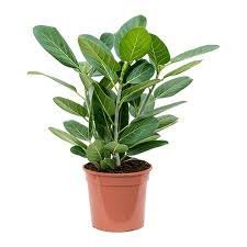 We did not find results for: Ficus Beng Audrey Care