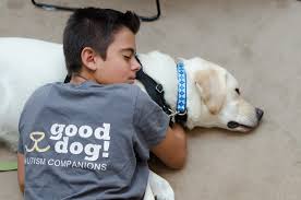 We did not find results for: How To Train A Service Dog For Autism 3 Best Ways
