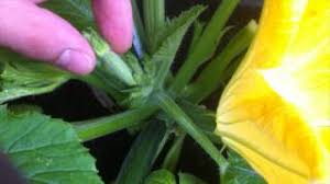 We did not find results for: Grow More Zucchini Pruning For Bigger Crop Youtube