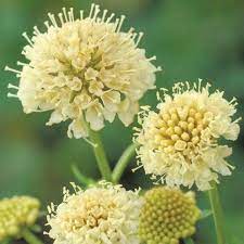 Pin On Flores