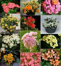Pin On Plants That Make A Pretty Impact