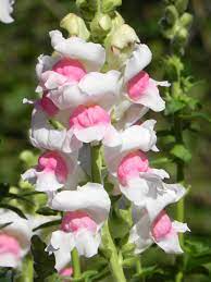 Pin De Flaming Charsiew En Flowers And Gardens Flores Exoticas Flores Plantas