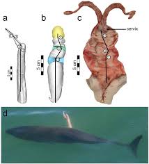 In the wild, males reach sexual maturity between the ages of 8 and 13 years. Asymmetric And Spiraled Genitalia Coevolve With Unique Lateralized Mating Behavior Scientific Reports