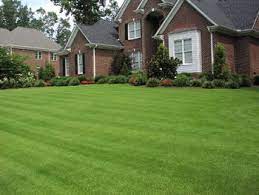 Zenith Zoysia Sod Might Put This One In The Back Yard Zoysia Grass Seed Zoysia Grass Grass Seed