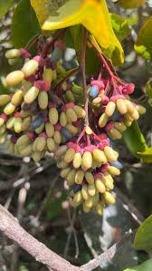 Image result for Ouratea