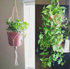 Children grow up so fast these days it's hard to keep up, and we'll be the first to admit that they're exposed to so much more than when we were their age! One Year Of Pothos Progress They Grow Up So Fast Indoorgarden