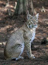 wild cats in 2021 wild cats bobcat pictures cats