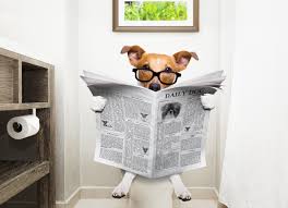 We did not find results for: Dog Constipation Is It A Big Deal And When Should I Worry