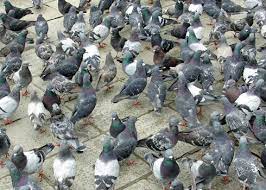 Trash must be set out at the curb or alleyway by 6 a.m. 3 Common Pest Birds Western Exterminator Pest Control Services Blog And Pest Control Articles
