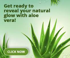 They don't require soil structure for rooting like terrestrials do, but rather rely on other plants for physical the strong skin of the cacao pod protects the seeds while they are ripening, and it changes to a bright orange color to attract monkeys when ripe. 9 Aloe Vera Benefits For Face And Skin Pharmeasy Blog