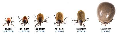 How to tell how long a tick has been attached to a dog? Testing Deer Ticks For Lyme Disease Ticksafety Com