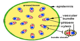 We did not find results for: Epidermal Tissue System Qs Study