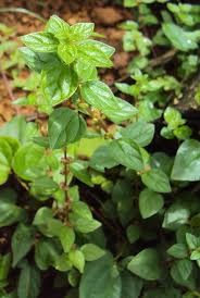 Image result for Pouzolzia parasitica