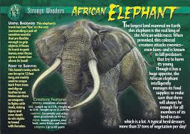 African Elephant African Elephant Elephant Facts Elephant