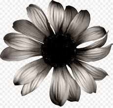 Beibehang custom photo wallpaper 3d white sunflowers murals kids. Umum Bunga Matahari Men Download Hitam Dan Putih Gambar Png