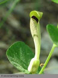 Image result for Aristolochiaceae