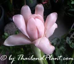 Image result for Laggera elatior