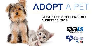 There are many areas in los angeles where people live in poverty and struggle to keep food on the table. Clear The Shelters Spcala