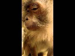 Youtube Monkey With Makeup Putting On Makeup Makeup Humor