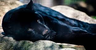 Animais com pelagem preta sofrem mais no calor? | Super