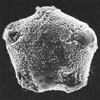 Image result for Tragiella natalensis