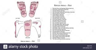 reflexology chart stock photos reflexology chart stock