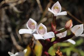 Image result for Ctenium concinnum