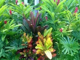 Tropical Garden Inspiration Dwarf Red Ginger Cordyline Ti Plant Crotons From Fairmont Tropische Landschaftsgestaltung Tropische Garten Tropischer Garten
