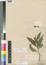 Image result for Ecbolium clarkei