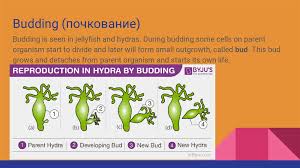 We did not find results for: Animal Reproduction Online Presentation