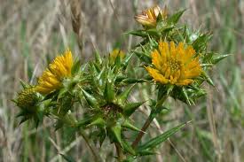 Image result for Berkheya