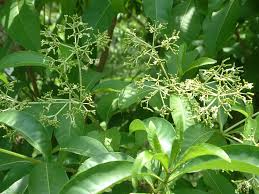 Image result for Rauvolfia vomitoria