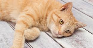 The right dosage of penicillin depends on different factors such as the weight, body type, severity of the condition and the exact treatment used. Natural Antibiotics For Cats What Are They And Do They Work