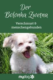 Am Besten Beschreibt Man Einen Bolonka Zwetna Als Ruhiges Energiebundel Die Kleine Fellnase Kann Sich Sowohl Auf Einen Bolonka Zwetna Bolonka Hund Bolonka