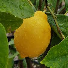 Image result for Citrus × limon