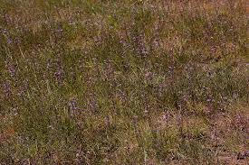 Image result for Syncolostemon canescens