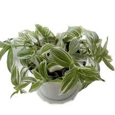 Image result for Tradescantia zebrina
