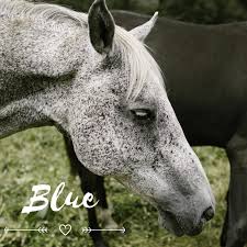 From dapple grey to grey from buckskin to chestnut, colours can play an impact in naming your mare. 350 Perfect Pony And Horse Names For Riders Pethelpful