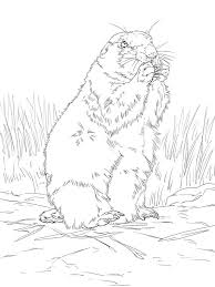 His biggest enemy is the grizzly bear. Coloring Pages Coloring Pages Prairie Dog Printable For Kids Adults Free