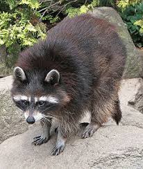 raccoon new world encyclopedia