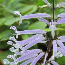 Image result for Plectranthus chimanimanensis