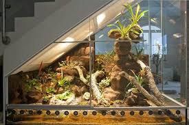 Everyone Can Have A Dream Reptile Terrarium Bearded Dragon Reptile Room