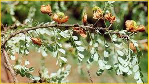 Image result for Ormocarpum kirkii