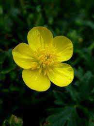Pin On Buttercup